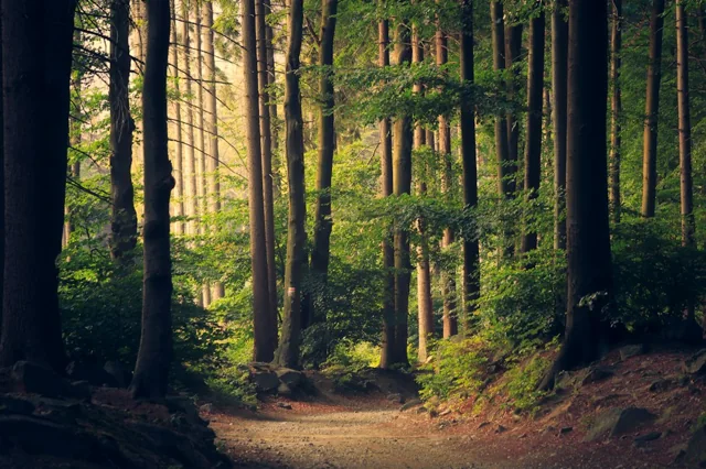 Soft sunlight in a quiet green forest